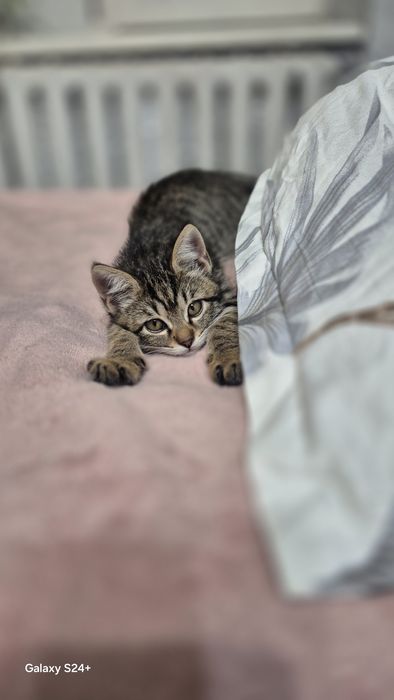 Отдам кошечку в хорошие руки.