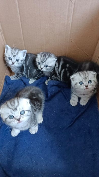 Шотландские котятки