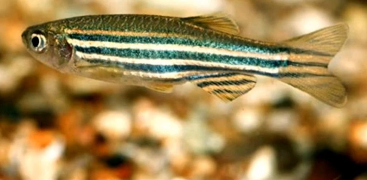 Данио рерио Danio rerio glofishlar Kichkina baliqchalr  juda chiroyli