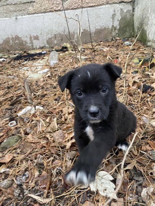 Девочки и мальчики ищут дом!