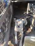 Donez câine rasă Amstaff cu boxer