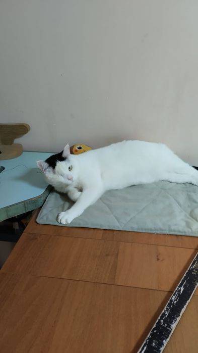 Отдам в добрые ручки