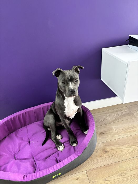 Amstaff 6 luni, vaccinat și microcipat – caută familie iubitoare