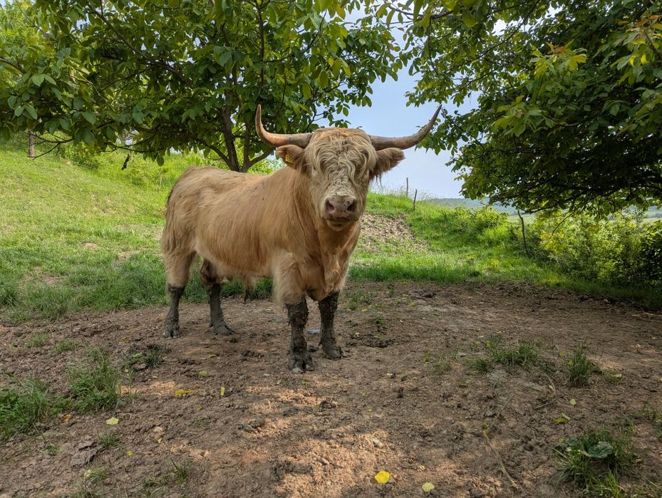 Tauri rasa highland scoțian cu origine germană