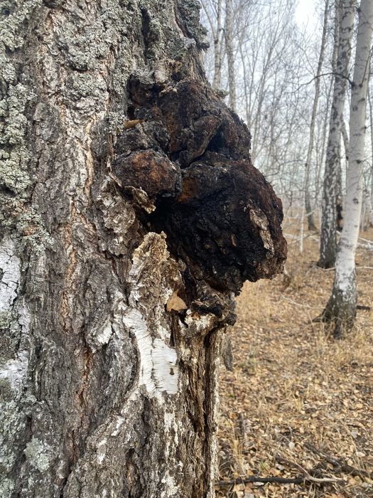 Продам Чагу (берёзовый гриб)