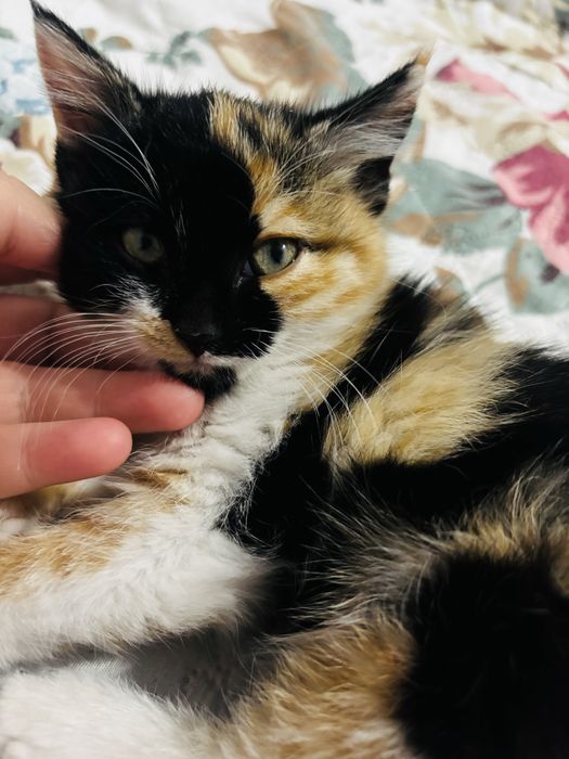 Отдам котенка в надежные руки