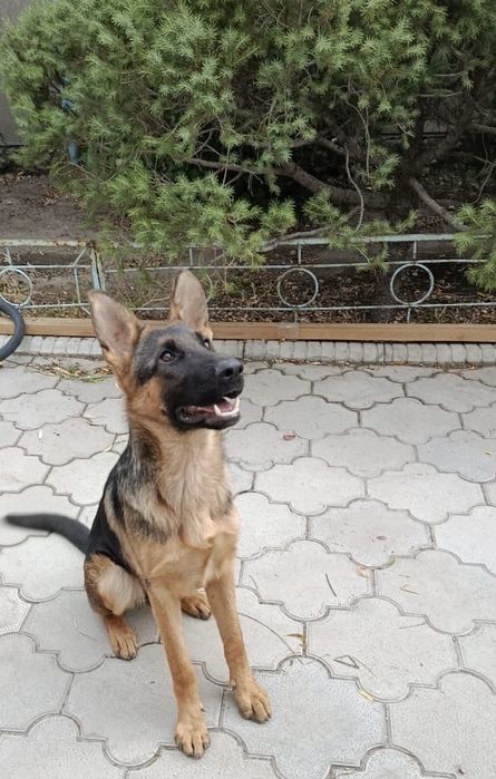 Щенок немецкой овчарки