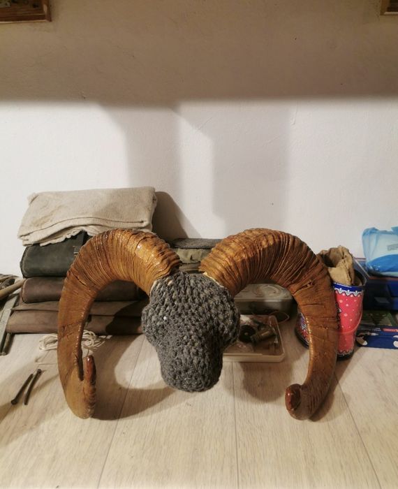 Арқар мүйізі. Рога горного барана.