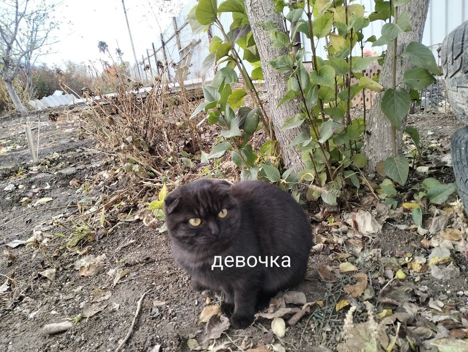 Отдадим кошек в добрые руки.