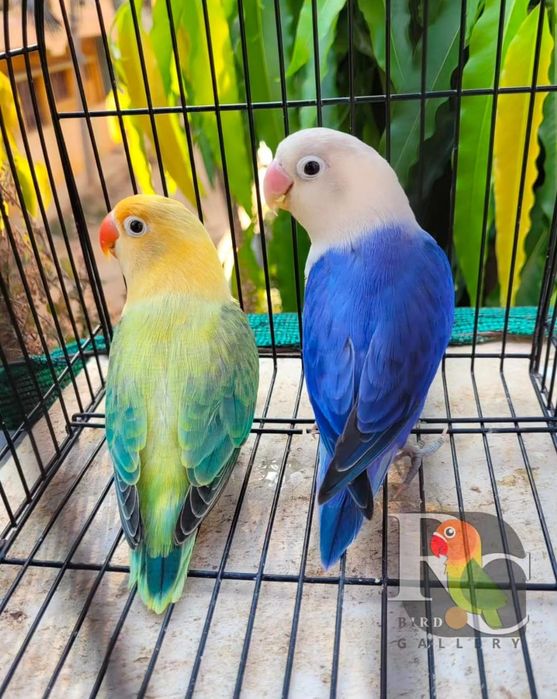 Попугай неразлучники развашёкие, Фишер, маска