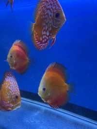 Discus, Fish, аквариумистика, Дискуси