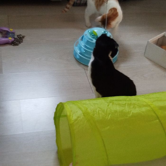 Кошечка ищет любящих хозяев