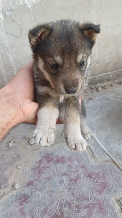 Щенки от хаски-с овчаркой