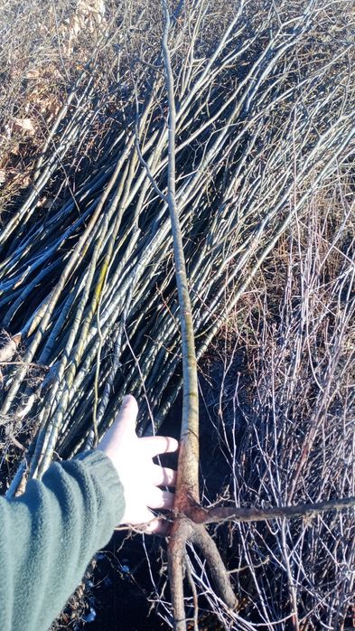 puieți forestieri pentru ampadurire pentru terenurile degradate