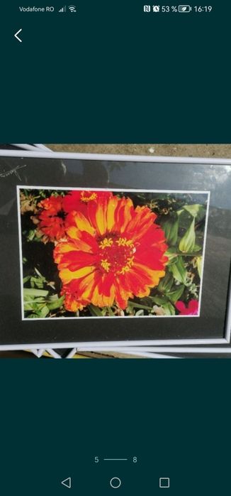 Tablou A3, cu rama și geam de sticla, poze flori sau peisaje, semnat