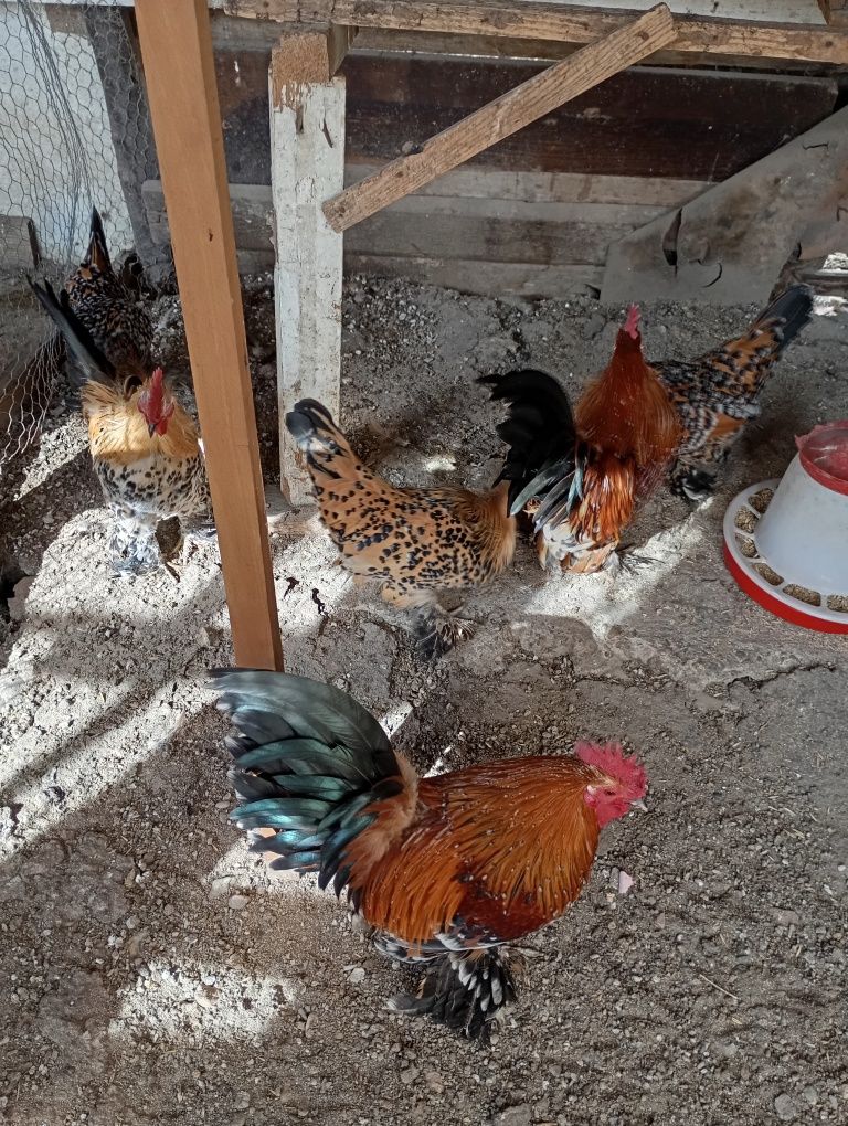 Vând ouă de găini de rasa foarte frumoase de rasă
