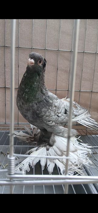 Челкарь самец молодой