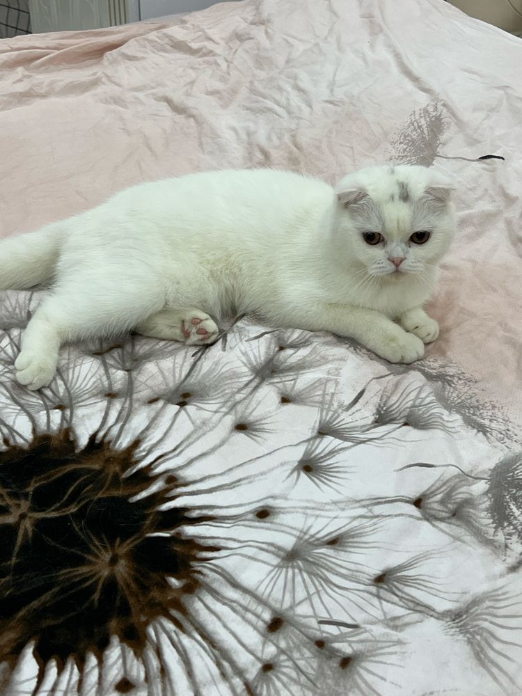 СРОЧНО Продаются котята скоттишь страйт,