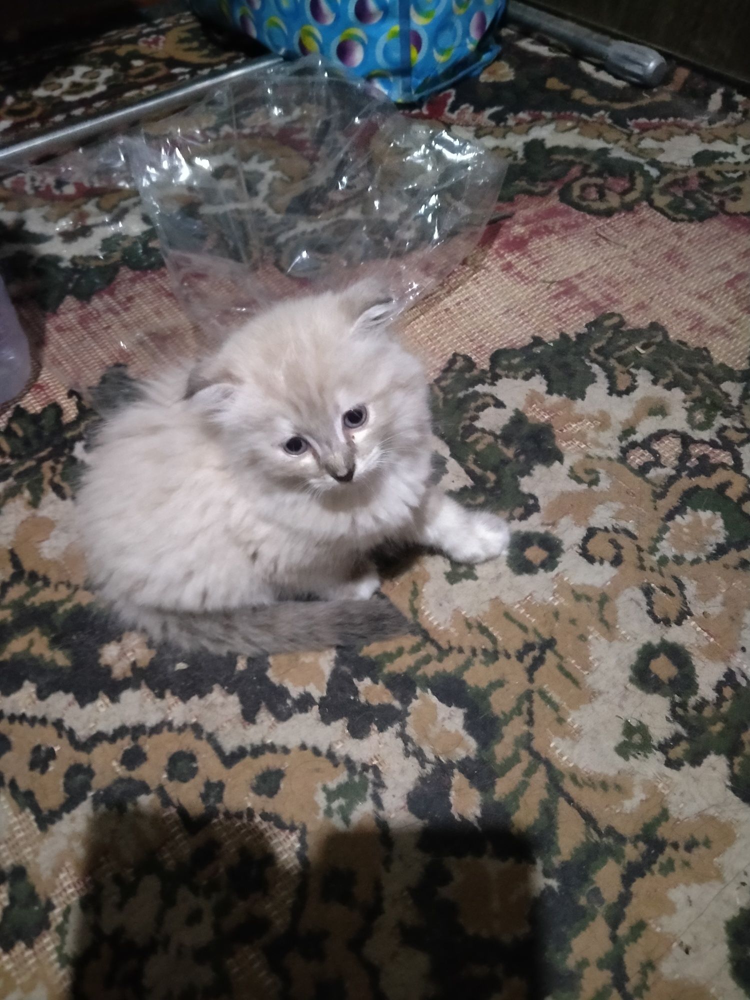 Кошки два самец одна самка веслаухий