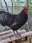 Pui australop negru