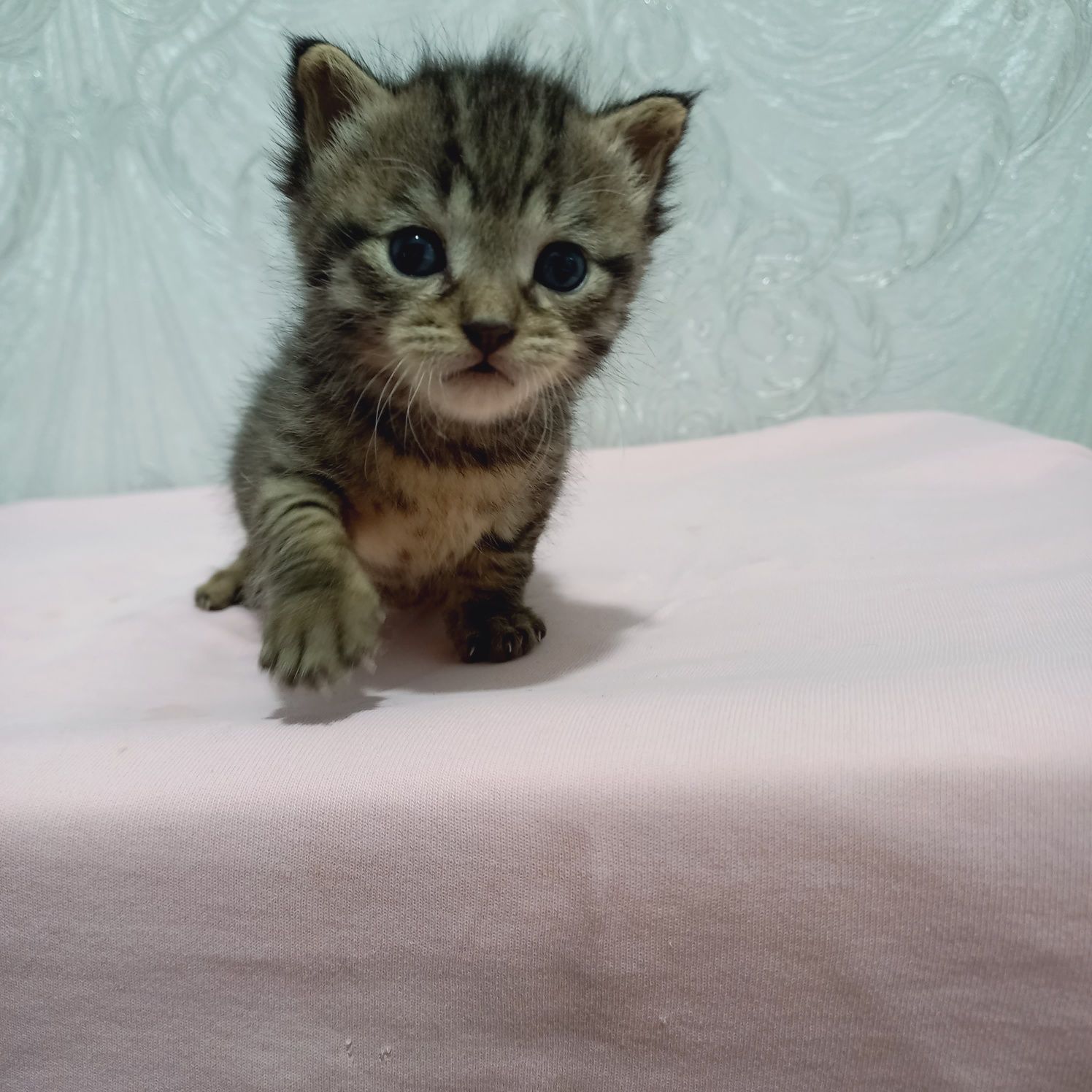 Котята в хорошие руки