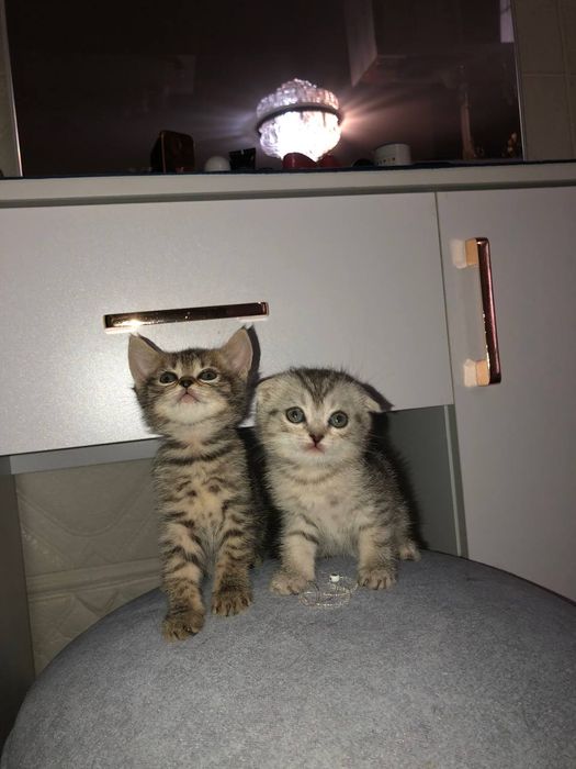 Британский катят 3 мец продаю срочно