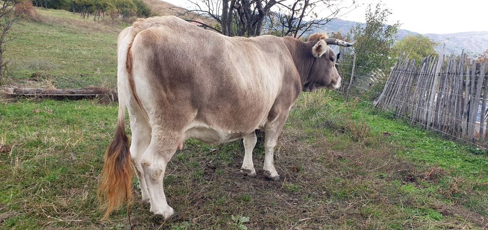 Bovine de Vânzare în Golu Grabicina