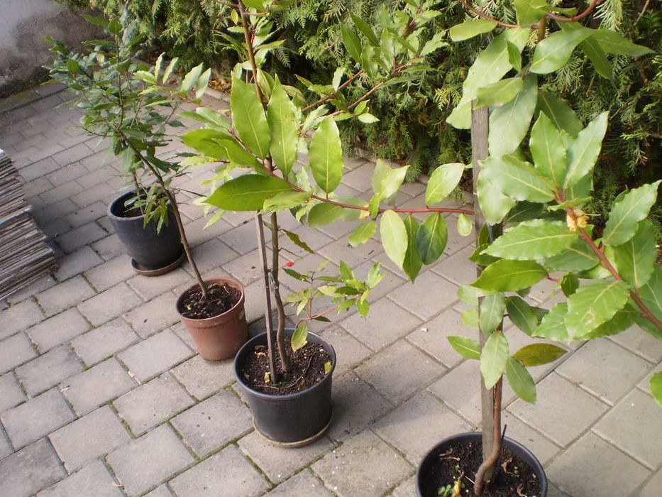 Vand dafini in ghiveci  - inaltime intre 100 -150 cm. Doar in Sibiu