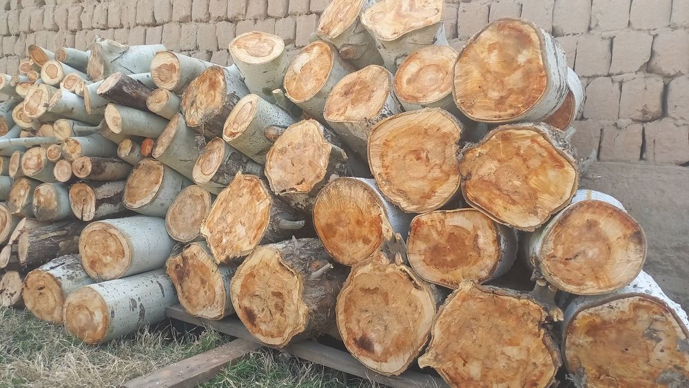 Ўтин сотилади. Кўк терак.