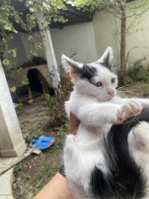 Прекрасни котета търсят дом