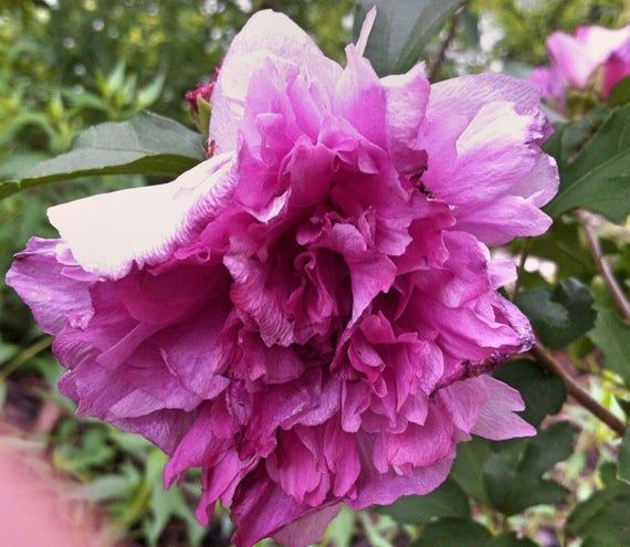 Hibiscus roz,lila,violet cu floare batuta