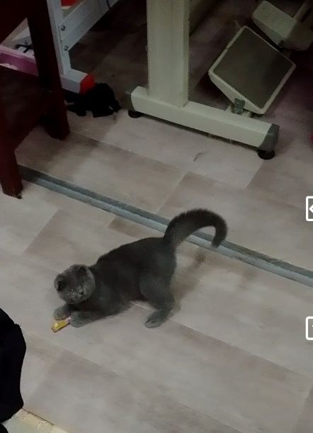 Продается котенок скоттиш фолд
