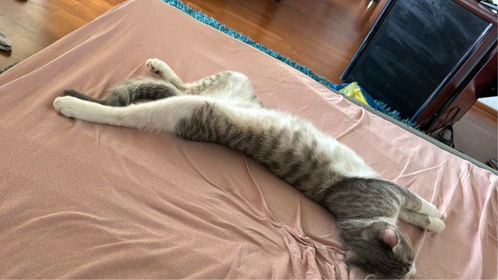 Petsitter/cazare animalute