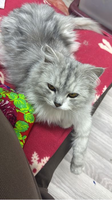 Бесплатно отдам кошку в добрые руки