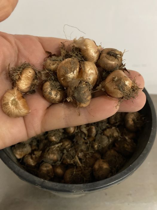 Arcade grătar  ,armate; BULBI  BRÂDUȘE