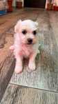 Bichon maltez albii inpecabil