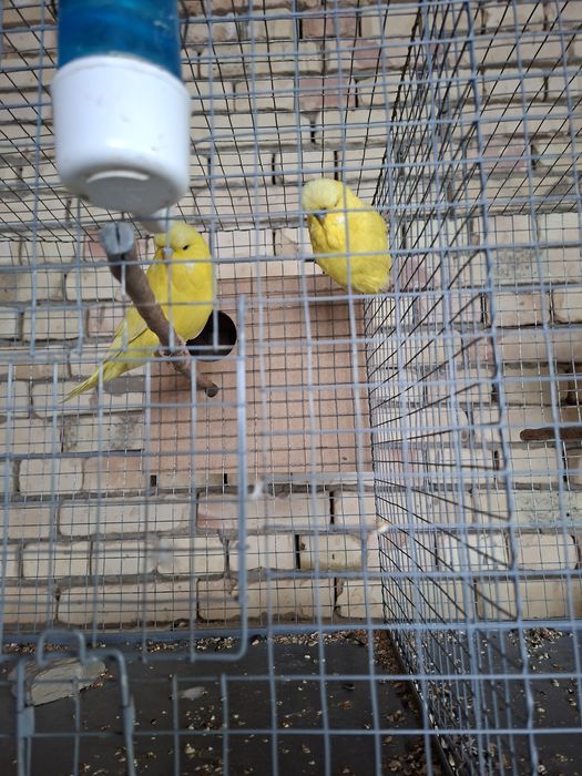 4 пара таёр андуфка спингиллар сотилади