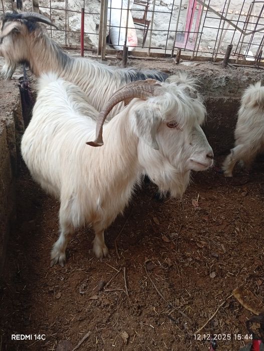 Бугоз экиззой эчкилар тезда сотилади хаммаси зур чиройли сифатли йош !
