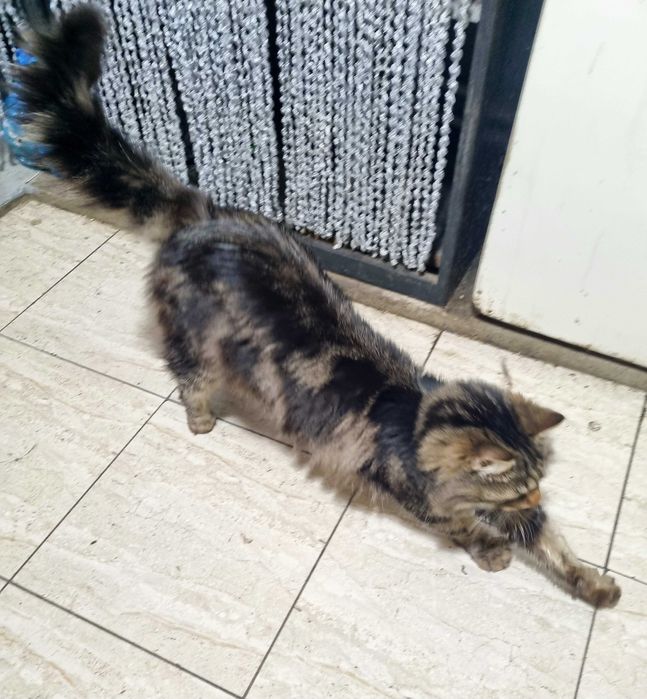 Отдаем даром котика в хорошие руки