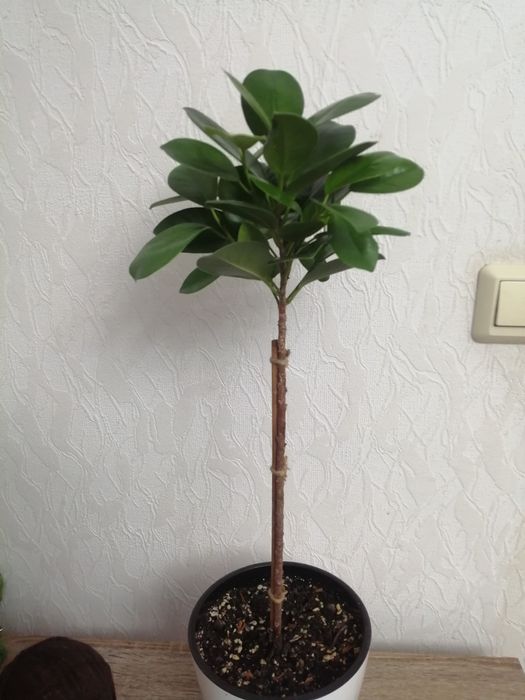 Фикус Мокламе или Микрокарпа на штамбе