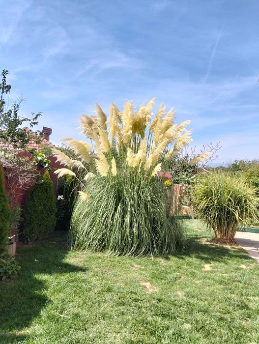 Iarba de pampas pt ornamente