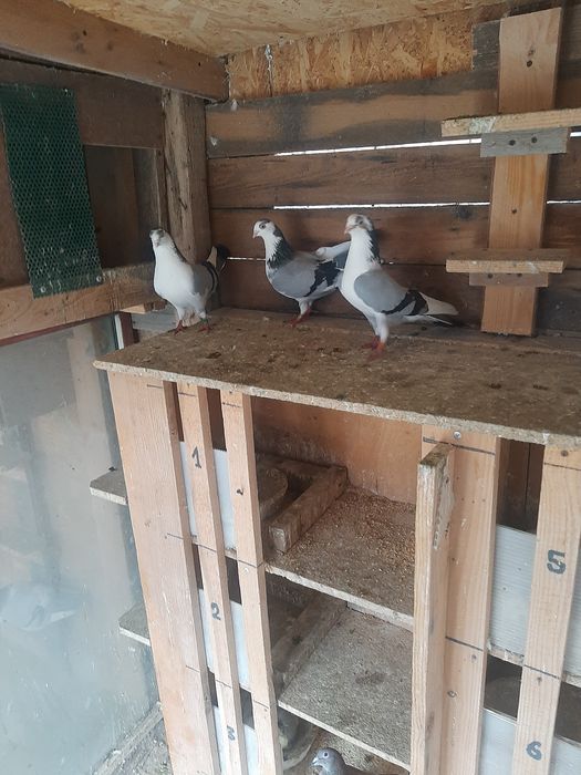 Vând porumbei jucători de Amara