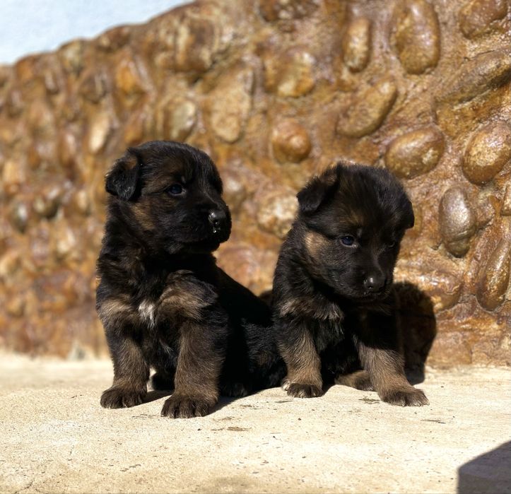 Немски Овчарки малки