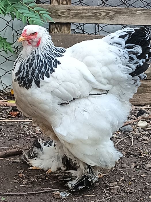 Cocos și găina brahma