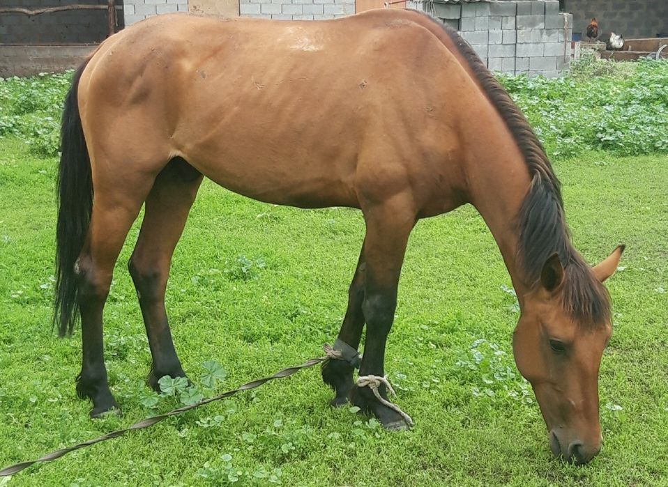 Айғыр бес жас жуас жол журісібар. Дөнен жорға бар.650 жуас.