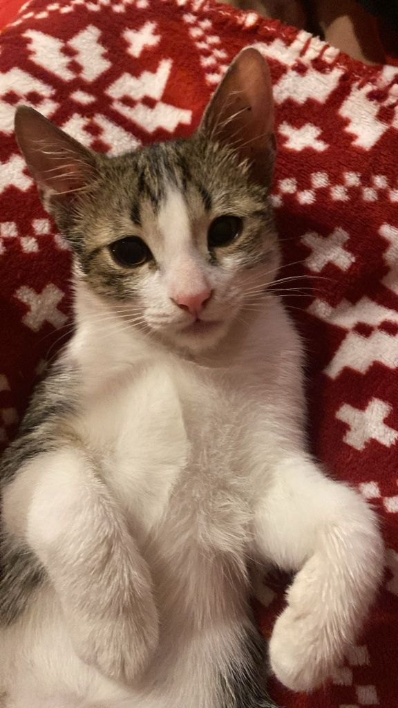Motănel  spre adoptie