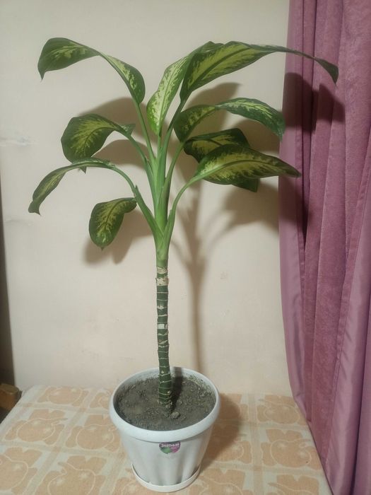 Продам цветок диффенбахии