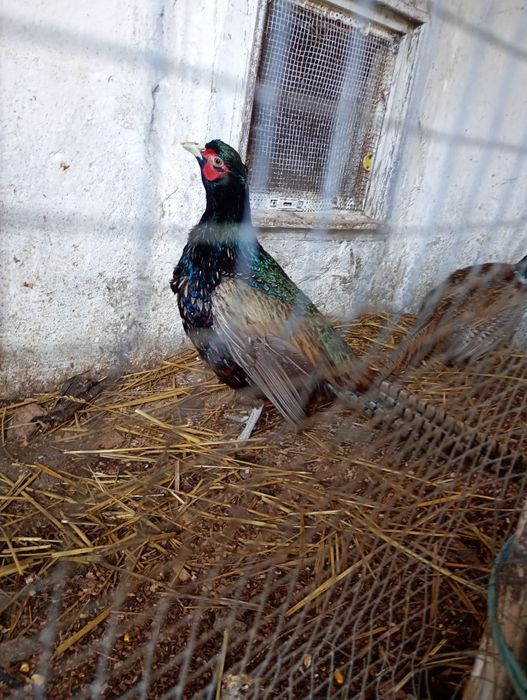 Fazani comuni tenebros