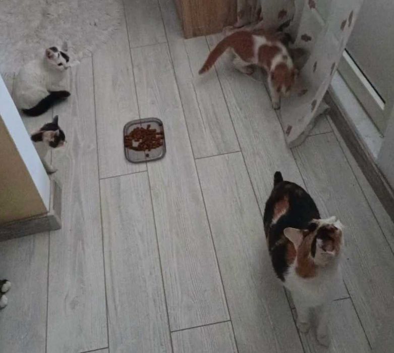 Adoptie pui de pisica Magurenii