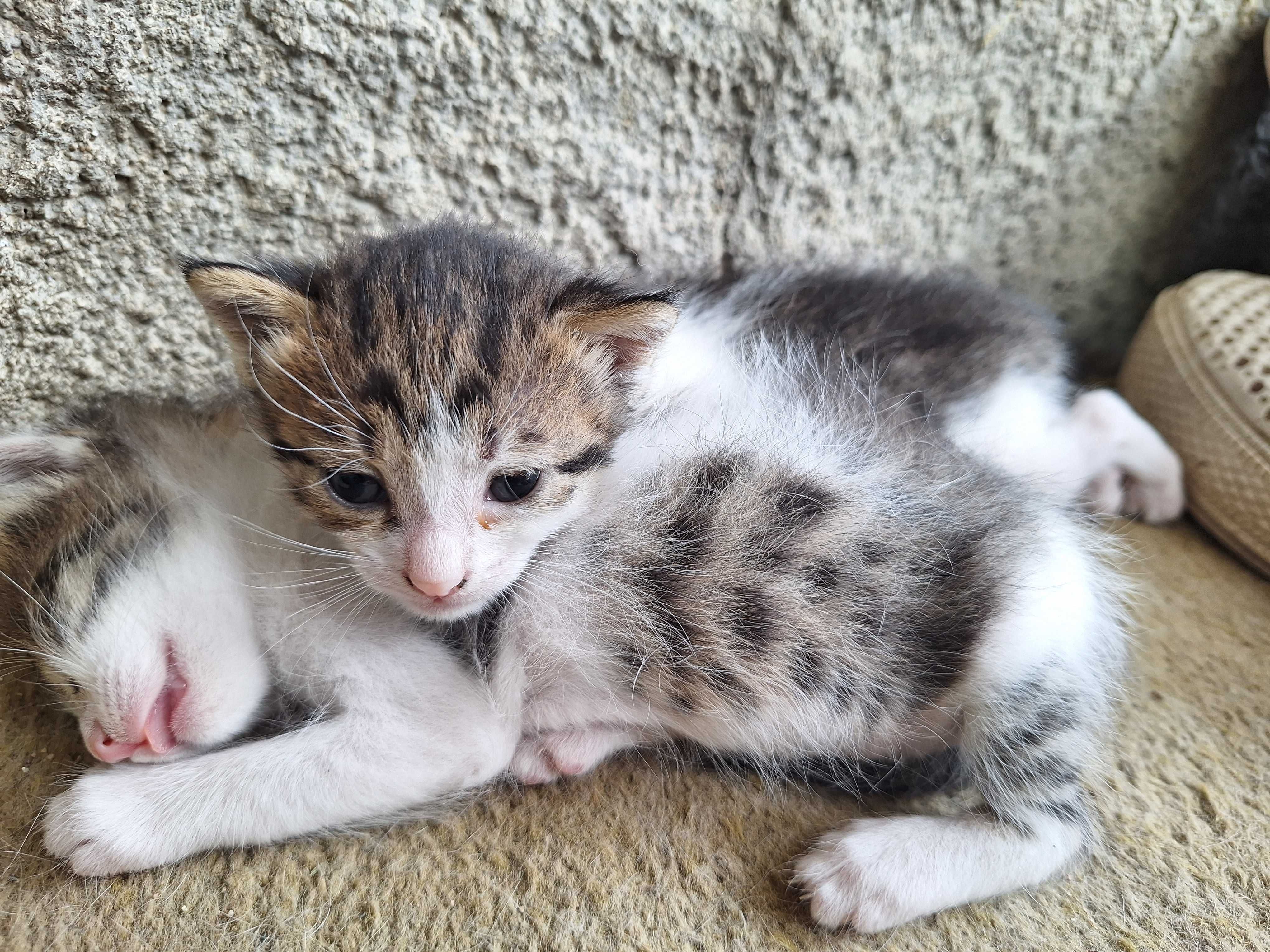 Подарявам котета